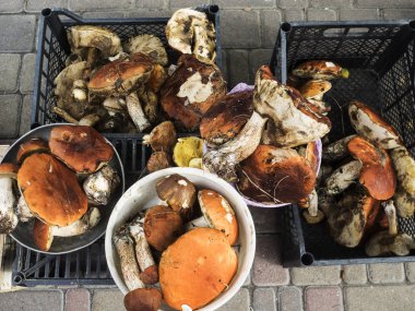 mantar çiftliği piyasada