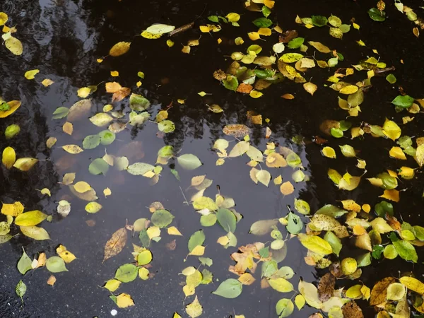 Umgestürzte Blätter in einer Pfütze — Stockfoto