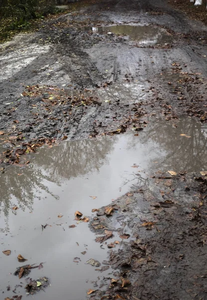 Sky and trees are reflected in a puddle — Stock Photo, Image