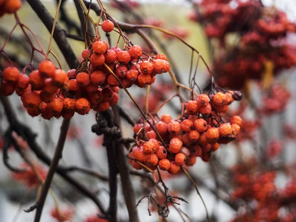 Bobule mountain ash — Stock fotografie