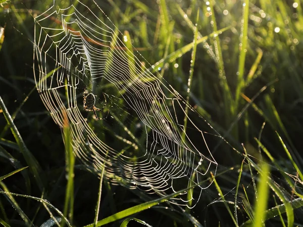 Druppels op spinnenweb — Stockfoto