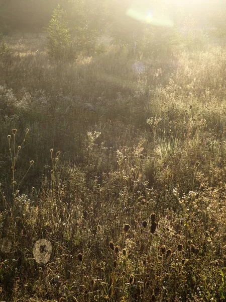 Ochtend veld zonsopgang — Stockfoto