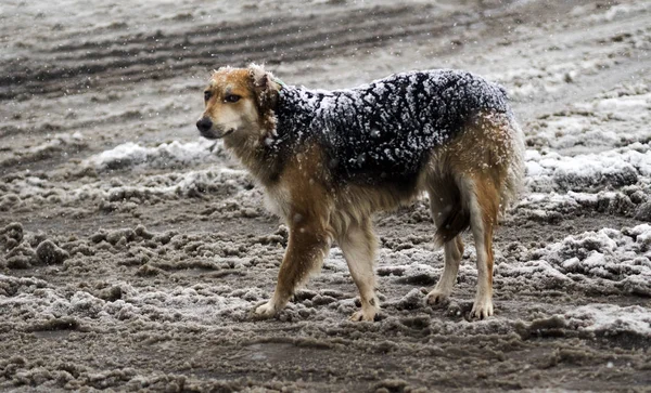 Streunender Hund überquert die Straße — Stockfoto