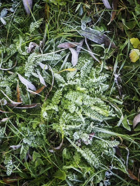 Gras mit Raureif bedeckt — Stockfoto