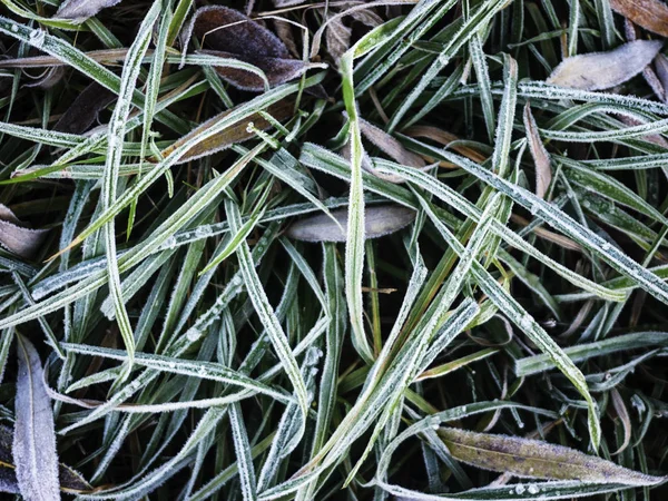 Gras bedekt met hoarfros — Stockfoto