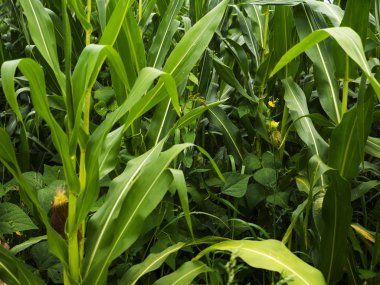 Yeşil genç Mısır