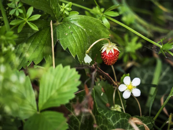 Wilde aardbei — Stockfoto