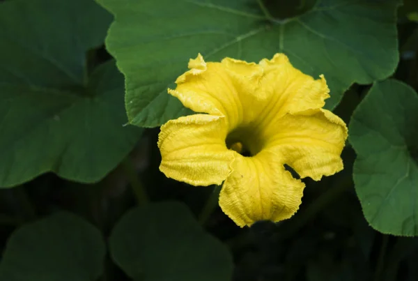 Abóbora flor planta — Fotografia de Stock