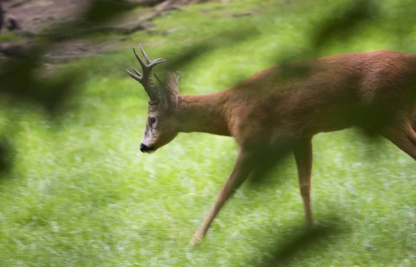 Reh weidet — Stockfoto