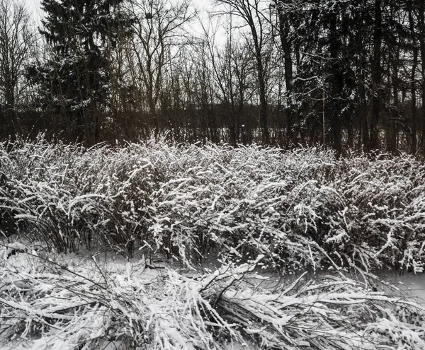 Arbustos cobertos de neve — Fotografia de Stock