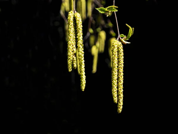 Amentos de abedul blanco — Foto de Stock