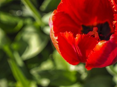 Canlı kırmızı lale