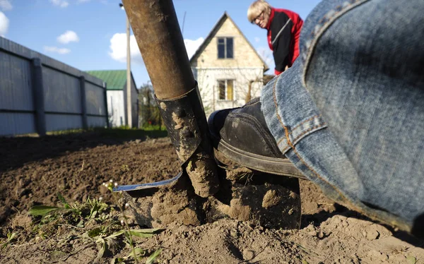 Jardineiro cavando com pá de jardim — Fotografia de Stock