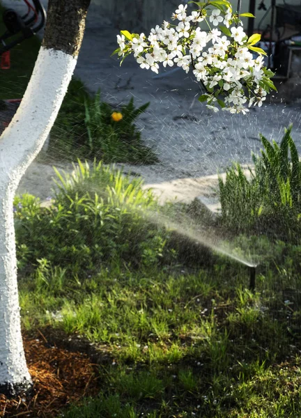 Sistema automatico di irrigazione — Foto Stock