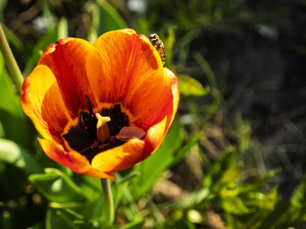 Tulpe beleuchtet von einem Sonnenstrahl — Stockfoto