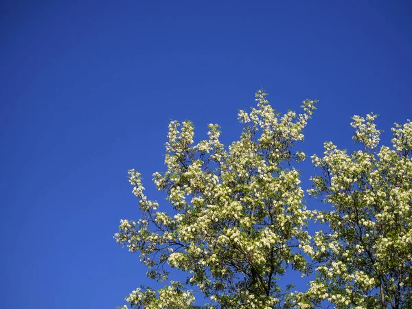 Çiçek açması Robinia pseudoacaci — Stok fotoğraf