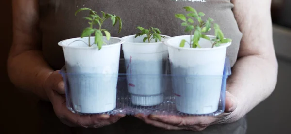 A woman carries tomato seedlings planted in disposable plastic cups from under dairy products. Quarantine coronavirus has changed the approach to gardening for many citizens. They are forced to grow seedlings on balconies and window sills of multi-st