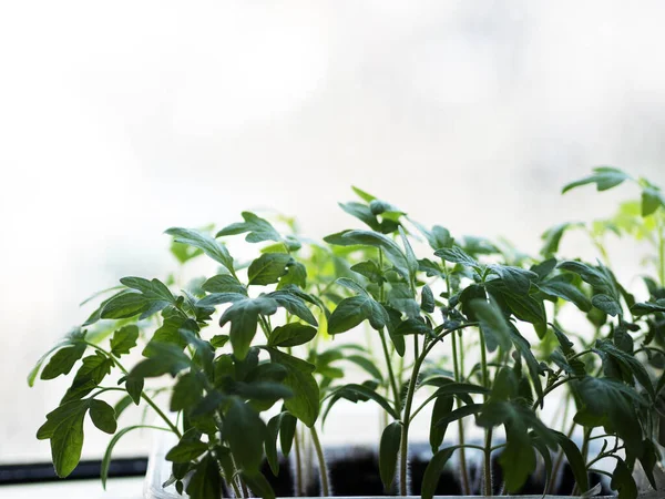 Seedling Tomat Engangsbeholder Plast Vinduskarmen Karantene Coronavirus Har Endret Tilnærmingen – stockfoto