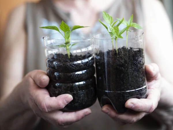 Kvinne Bruker Krusede Plastflasker Til Spirer Klokkepepper Karantene Coronavirus Har – stockfoto