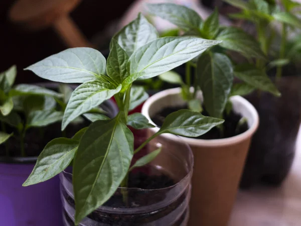 Clouse Bell Pepper Seedlings Pots — Stock Photo, Image