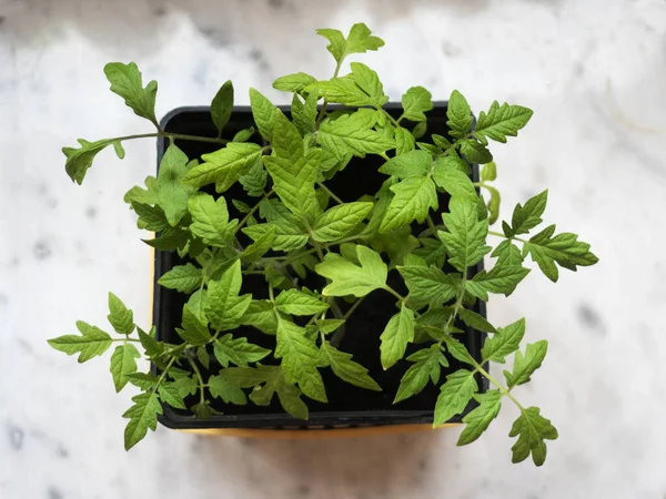 Tomato Seedlings Pot Marble Table — Stock Photo, Image