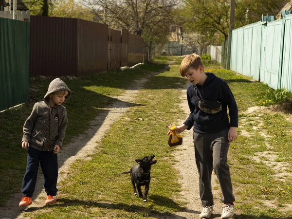 2人の白人フェアヘアの少年は Covid 19コロナウイルスパンデミックの間 田舎道で犬と遊ぶ — ストック写真