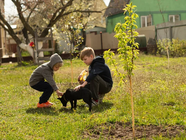 Dva Kavkazští Světlovlasí Chlapci Hrají Psem Zahradě Během Pandemie Koronaviru — Stock fotografie