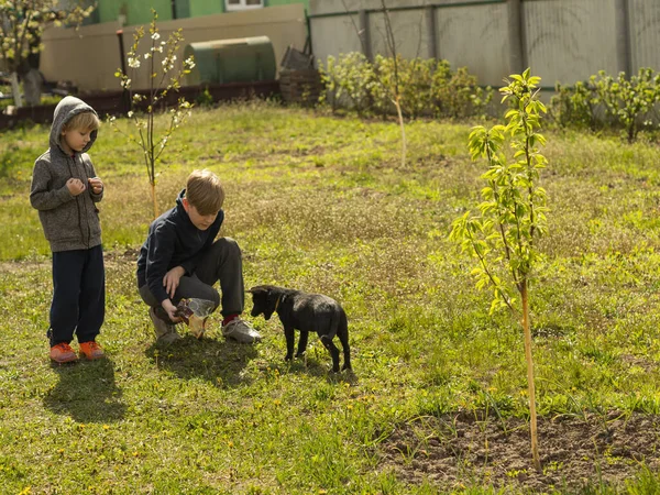 Two Caucasian Fair Haired Boys Play Dog Garden Covid Coronavirus — Stock Photo, Image