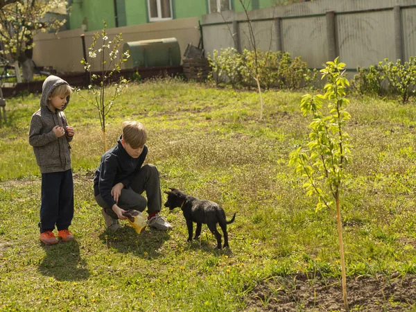 2人の白人フェアヘアの少年は Covid 19コロナウイルスパンデミックの間 庭で犬と遊ぶ — ストック写真