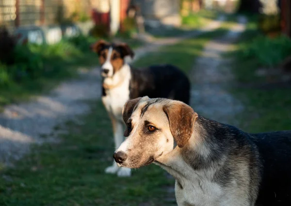 Zwei Hunde Auf Einer Landstraße Den Strahlen Der Untergehenden Sonne — Stockfoto