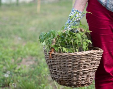 Kırmızı pantolonlu, ekose gömlekli ve eldivenli beyaz bir kadın elinde domates fidanlarıyla dolu bir sepet tutuyor.