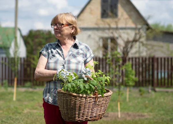 Senior Kaukasiska Kvinna Som Håller Korg Med Tomatplantor Trädgården Ett — Stockfoto