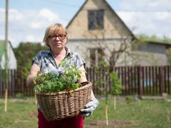 Senior Blanke Vrouw Met Een Mand Met Tomatenzaailingen Tuin Van — Stockfoto