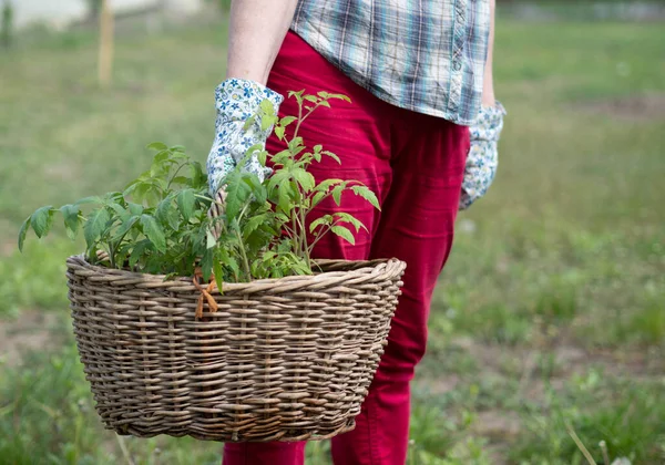 Caucasian Woman Red Trousers Plaid Shirt Gloves Holds Basket Tomato — Stock Photo, Image