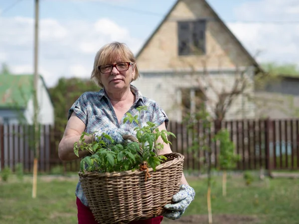 Mujer Mayor Caucásica Sosteniendo Una Cesta Con Plántulas Tomate Jardín — Foto de Stock