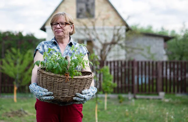 Starsza Kaukaska Kobieta Trzyma Kosz Sadzonkami Pomidorów Ogrodzie Wiejskiego Domu — Zdjęcie stockowe