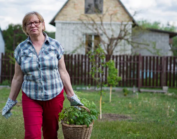 一位高个子白人妇女提着一个篮子 篮子里的番茄幼苗在一座乡间房子的花园里 — 图库照片