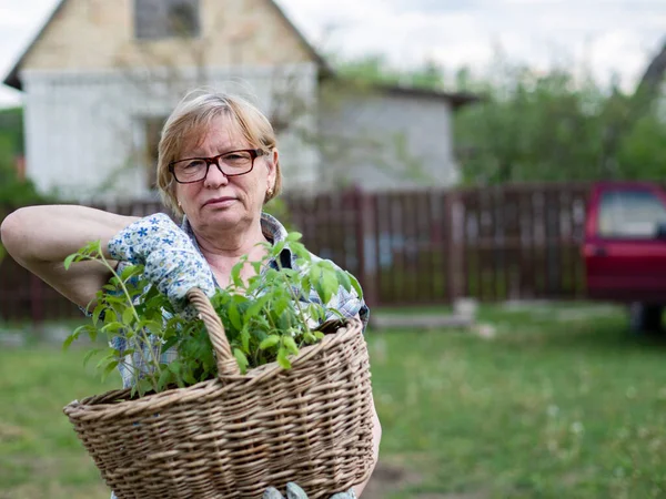 Senior Kaukasiska Kvinna Som Håller Korg Med Tomatplantor Trädgården Ett — Stockfoto