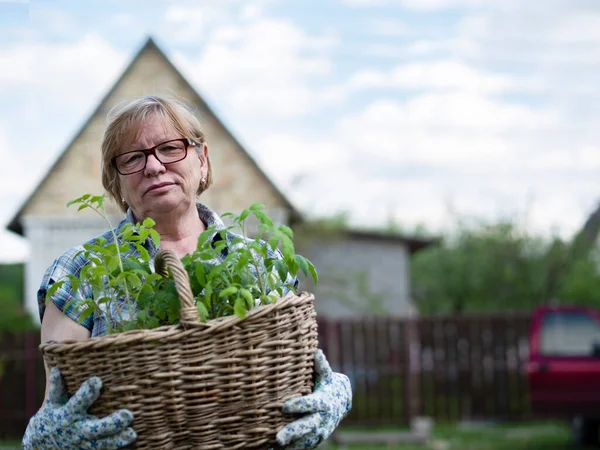 Senior Kaukasiska Kvinna Som Håller Korg Med Tomatplantor Trädgården Ett — Stockfoto