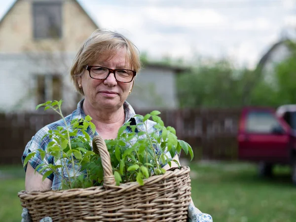 Senior Kaukasiska Kvinna Som Håller Korg Med Tomatplantor Trädgården Ett — Stockfoto