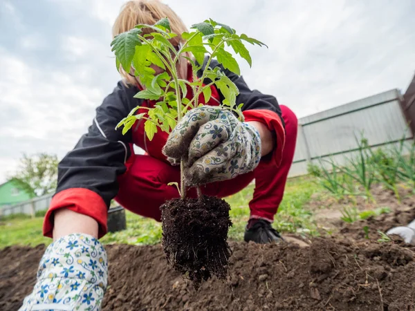 Senior Caucasian Woman Plants Tomato Seedlings Bed — Stock Photo, Image