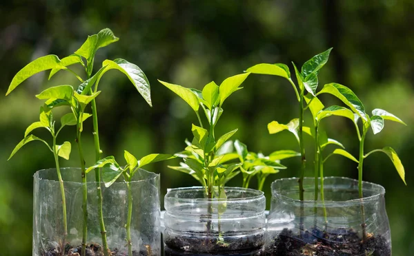 Seedlings Bell Pepper Planted Cropped Plastic Bottles Background Spring Garden — Stock Photo, Image