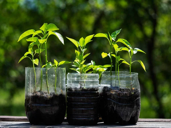 Seedlings of bell pepper planted in cropped plastic bottles on the background of the spring garden