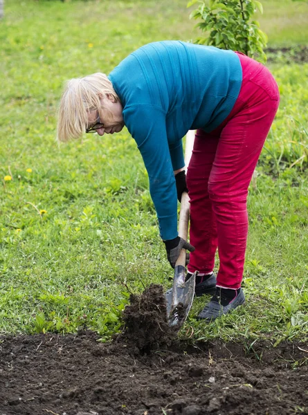 シニア白人女性は庭のベッドを掘る — ストック写真