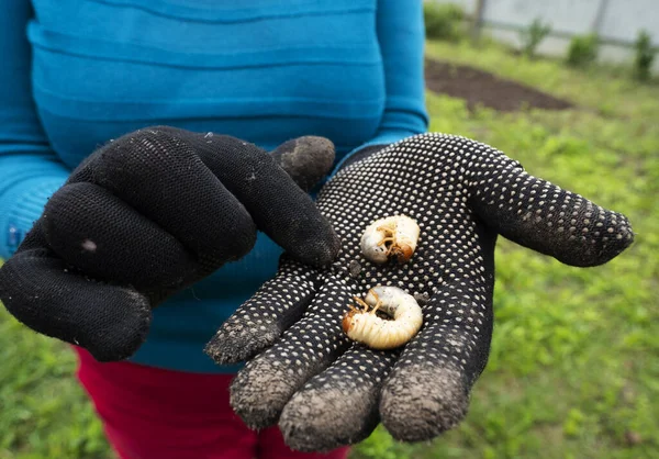 Mulher Caucasiana Sênior Mostra Mãos Escavadas Das Larvas Besouro Moído — Fotografia de Stock