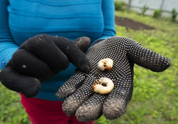 Kaukasiska Kvinnor Visar Händer Som Grävts Skalbaggslarver — Stockfoto