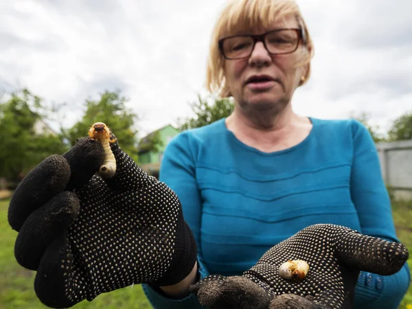 シニア白人女性は地面から掘り出された手を示していますカブトムシ幼虫 — ストック写真