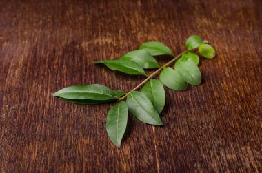 Yeşil yapraklı dal 