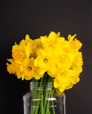 bir buket sarı nergis 