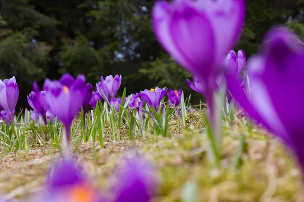 Close up crocuses — Stock Photo, Image